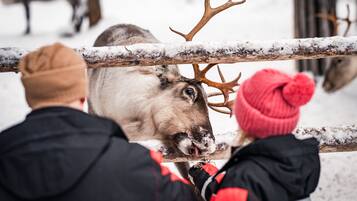 A person in a black and red jacket and a red beanie looking at a reindeer through a snow-covered fence.