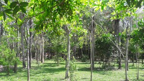 Una zona boscosa amb nombrosos arbres i un sòl herbaci.