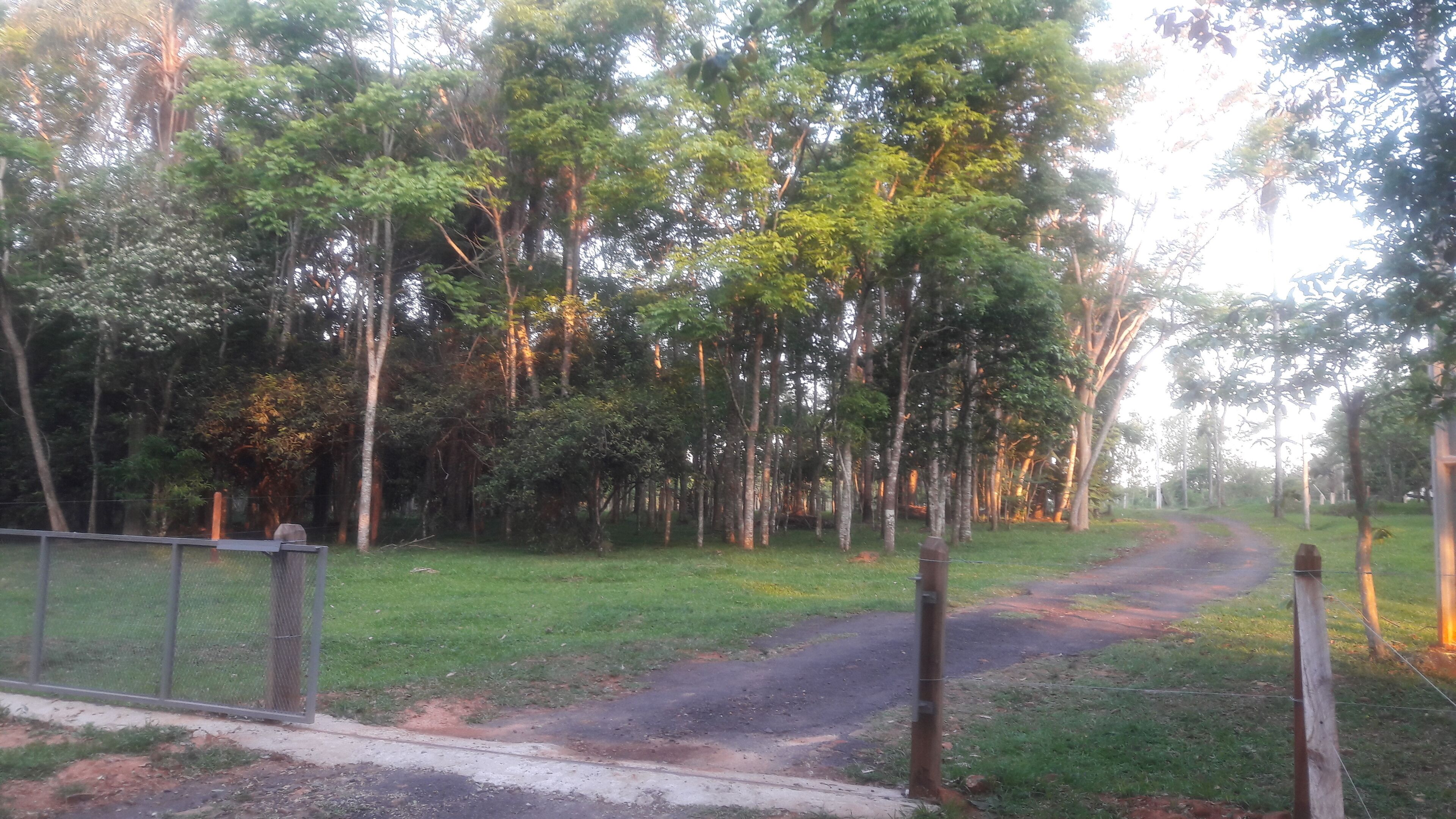 A rural road surrounded by dense trees and a grassy area.