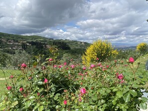 Property grounds - Studio Apartment in beautiful Tuscany, 7 miles from Florence center   (BAGNO A RIPOLI)