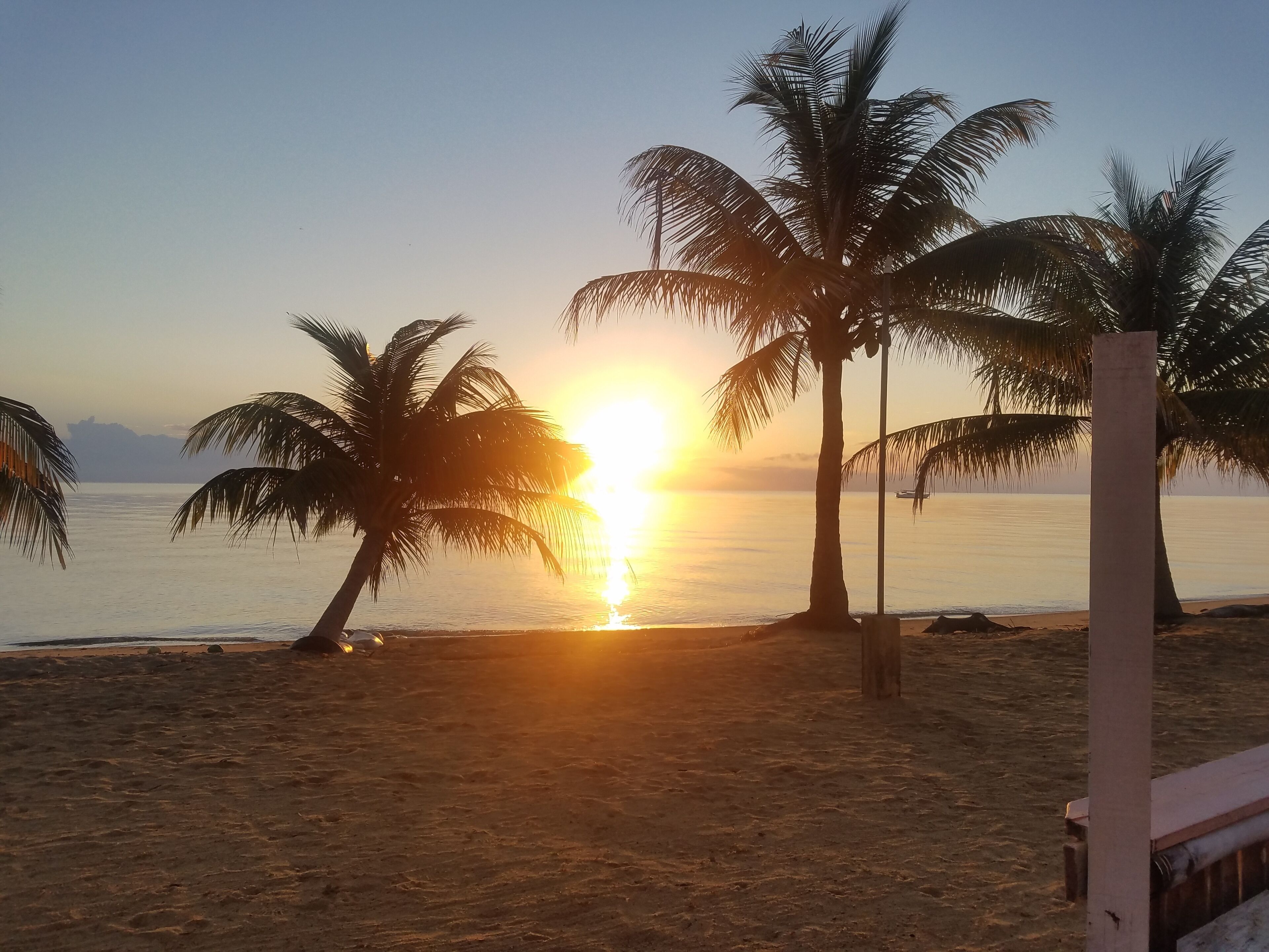 A beach with palm trees and a sunset.