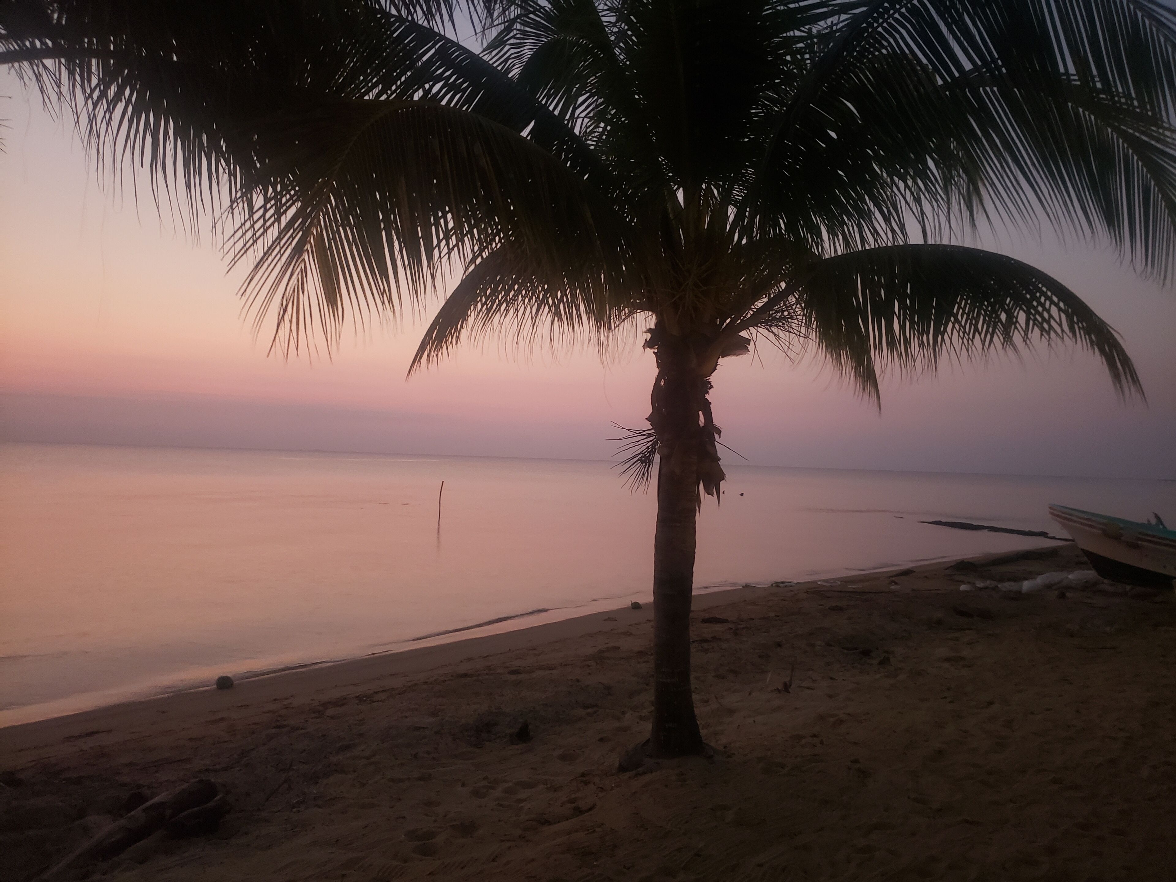 Une scène de plage avec un palmier, une mer calme et un bateau sur le rivage.