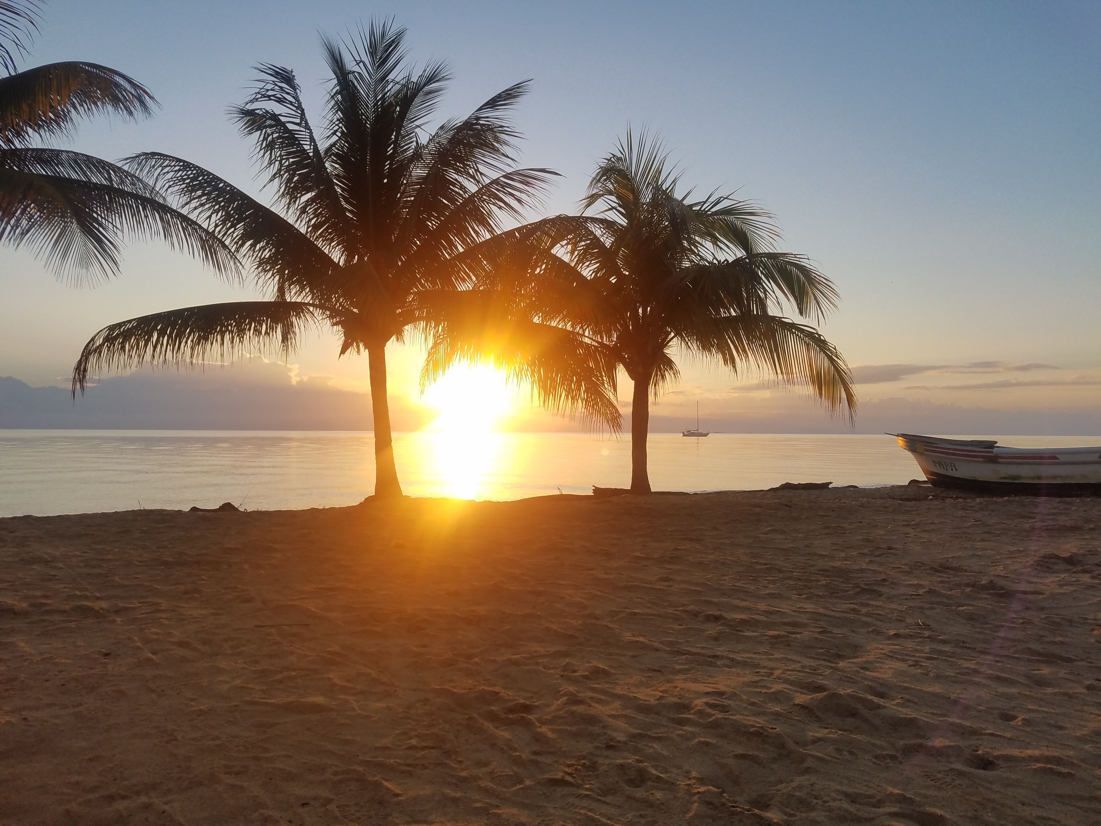A beach with palm trees and a boat.