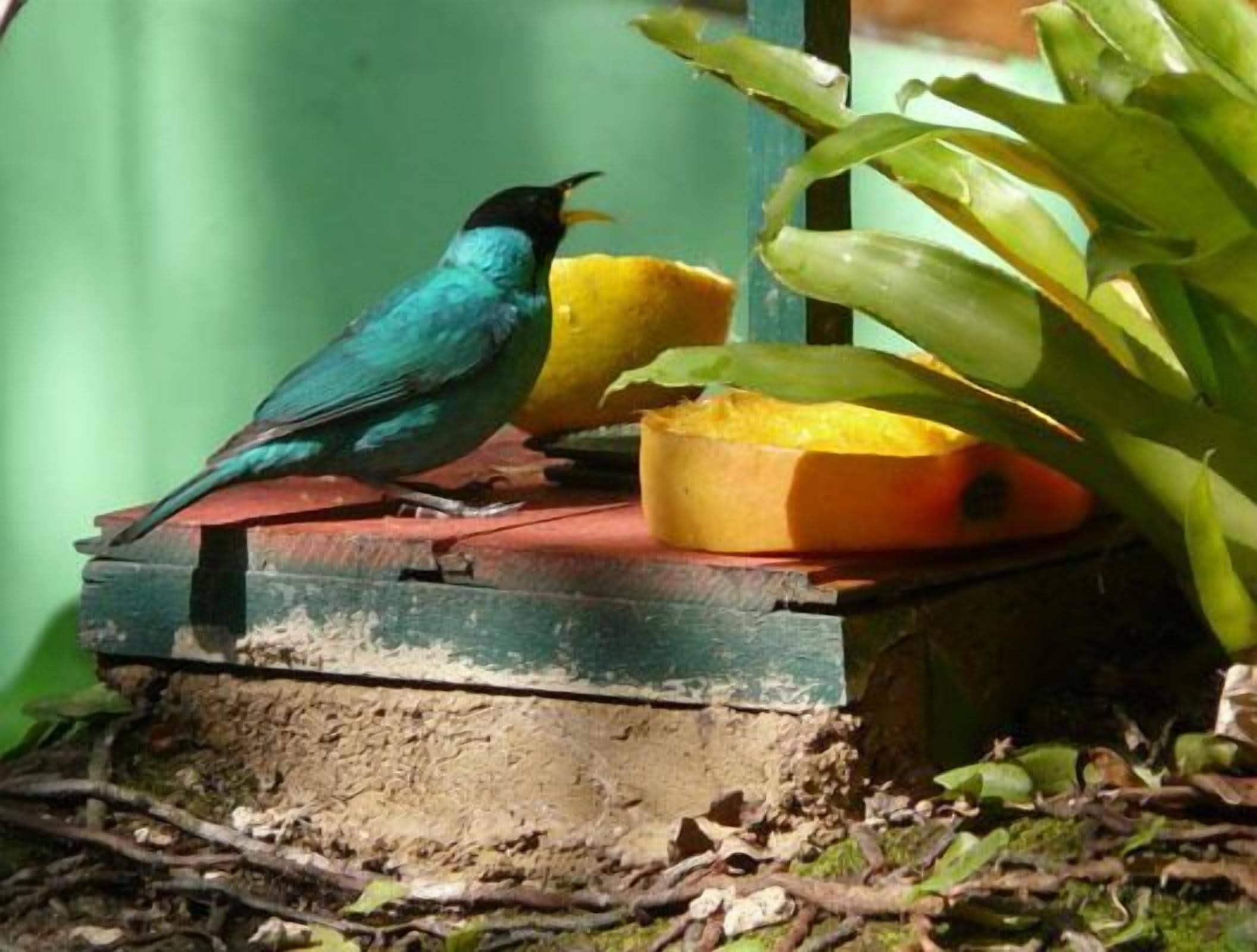 Un pájaro posado en un comedero con plátanos y una planta verde al fondo.