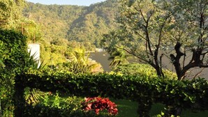 Un jardín exuberante con diversas plantas y un árbol en primer plano.