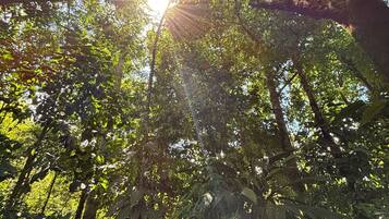 Un área boscosa con luz solar filtrándose entre los árboles.
