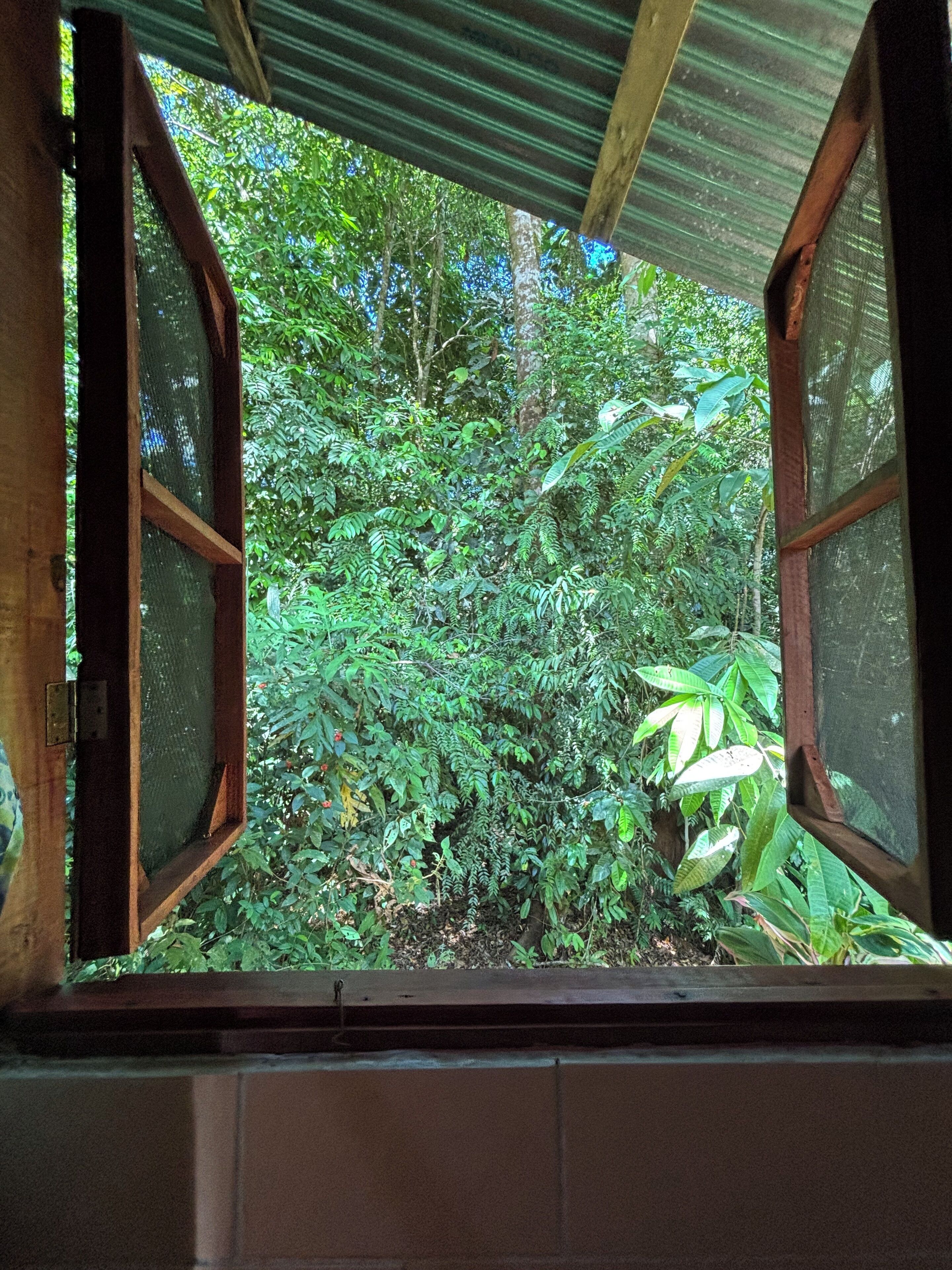 Janela com molduras de madeira e tela mosquiteira, com vista para vegetação densa e árvores.