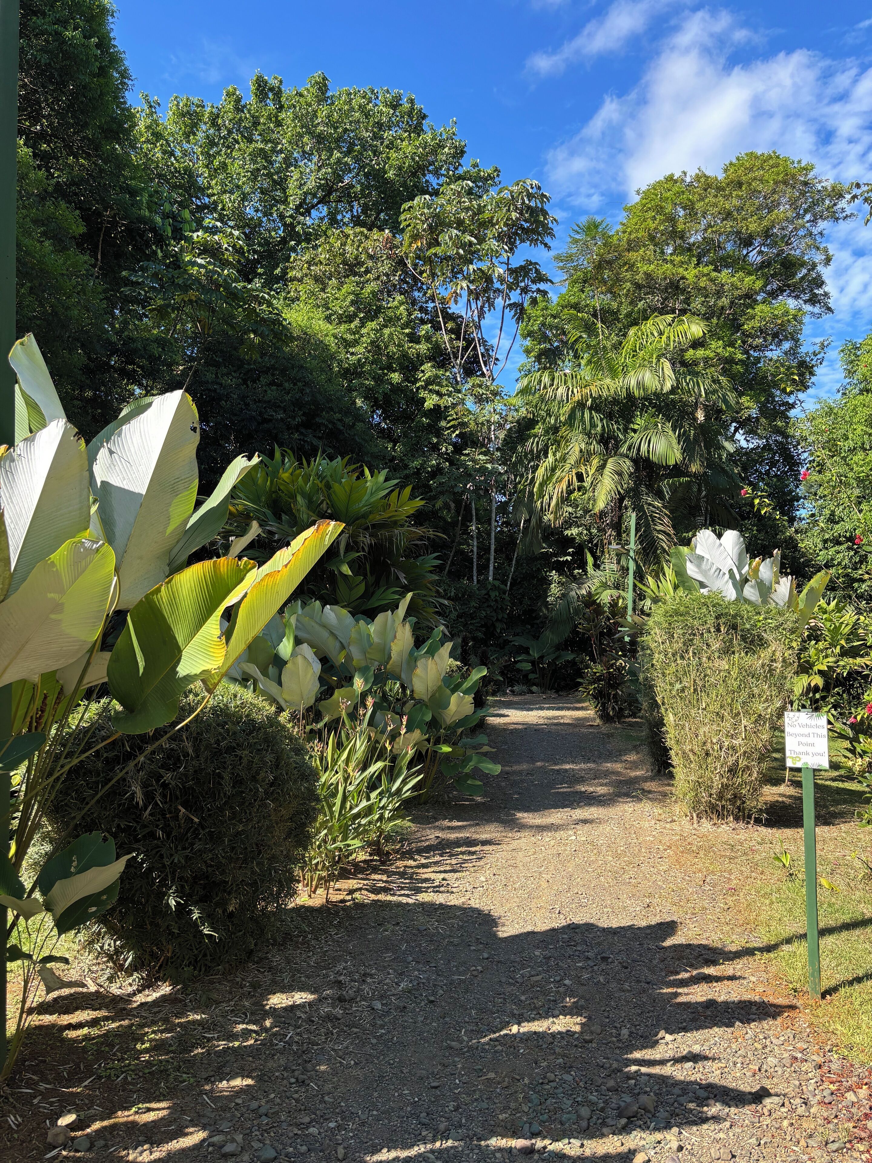 Un sendero de grava bordeado por exuberante vegetación tropical, entre ellas plantains y diversas especies de árboles, que conduce a una zona sombreada.