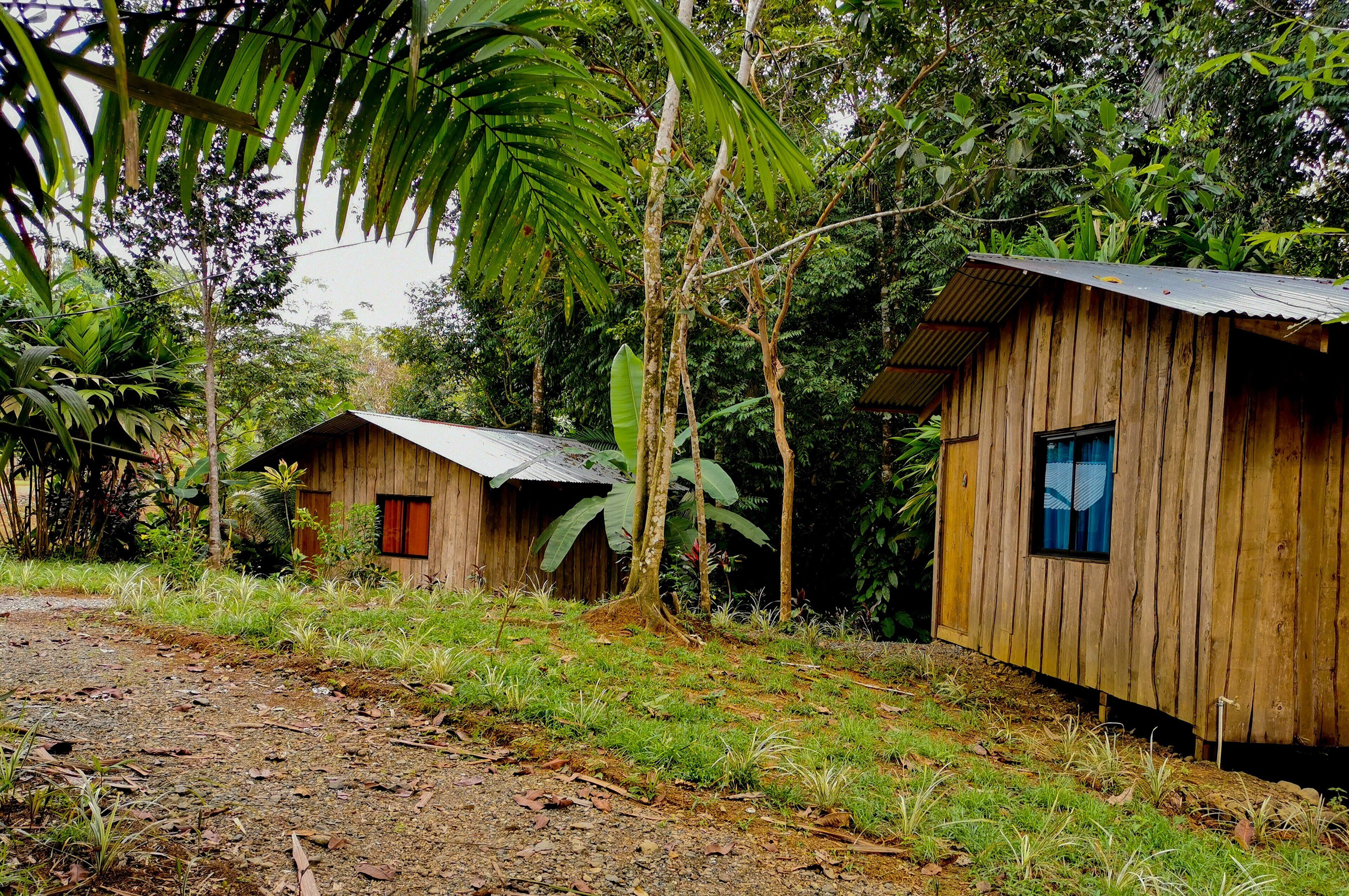 Una cabaña rústica de madera con techo de metal, rodeada de densa vegetación tropical.