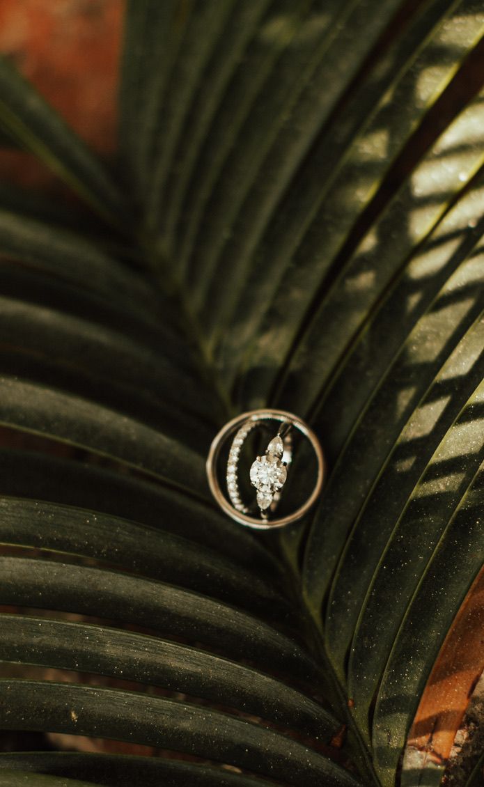 Un anillo con una gema central, engastada en una banda circular, sobre una planta de hojas verde oscuro.