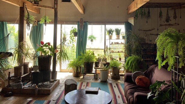 A cozy living room with wooden beams, a large window with curtains, and various potted plants. - Galaxy Guest House (Hachijo)