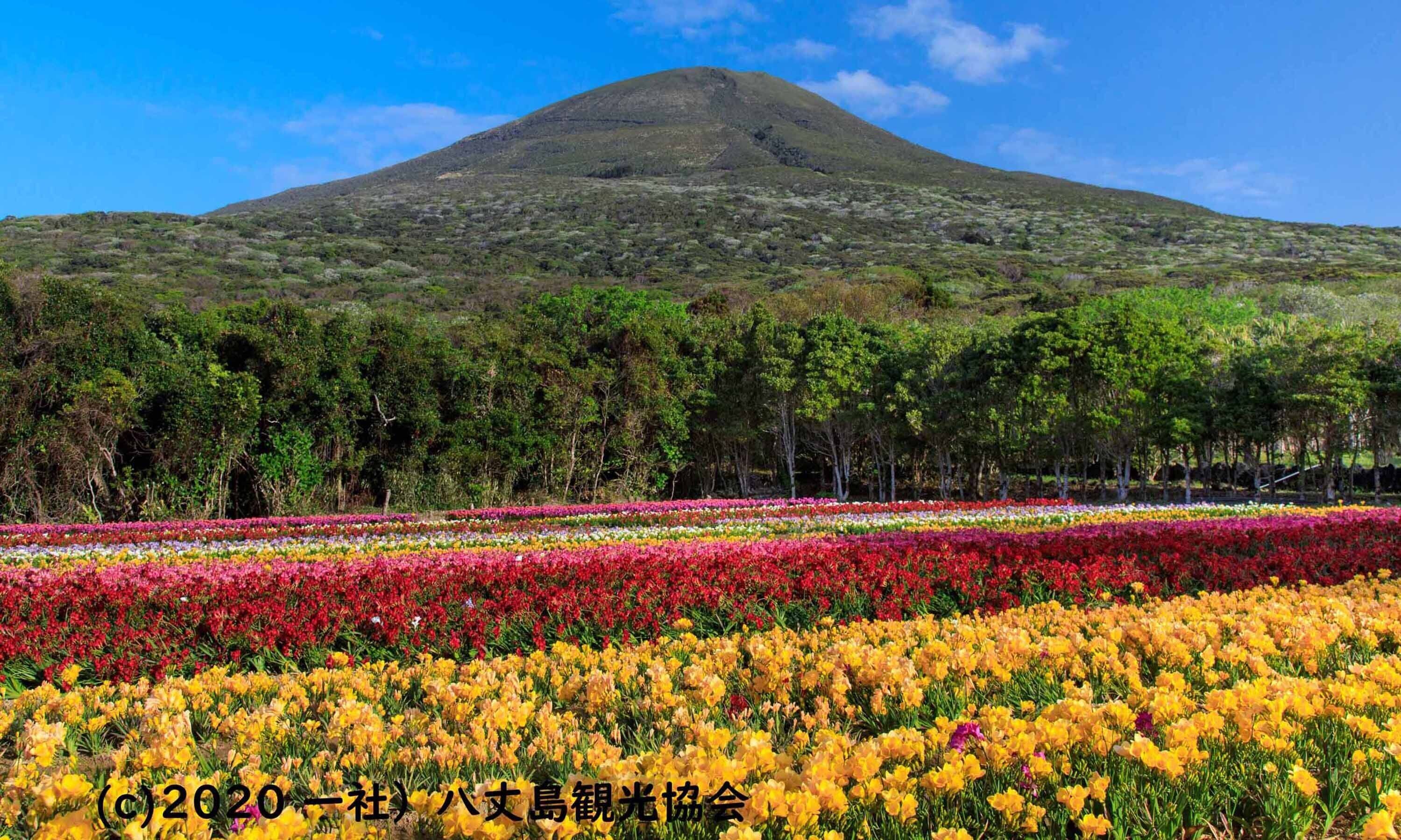 A field of colorful flowers with a mountain in the background.
