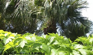 Hiking - Kokumin Shukusha Sun Marina (Hachijo)