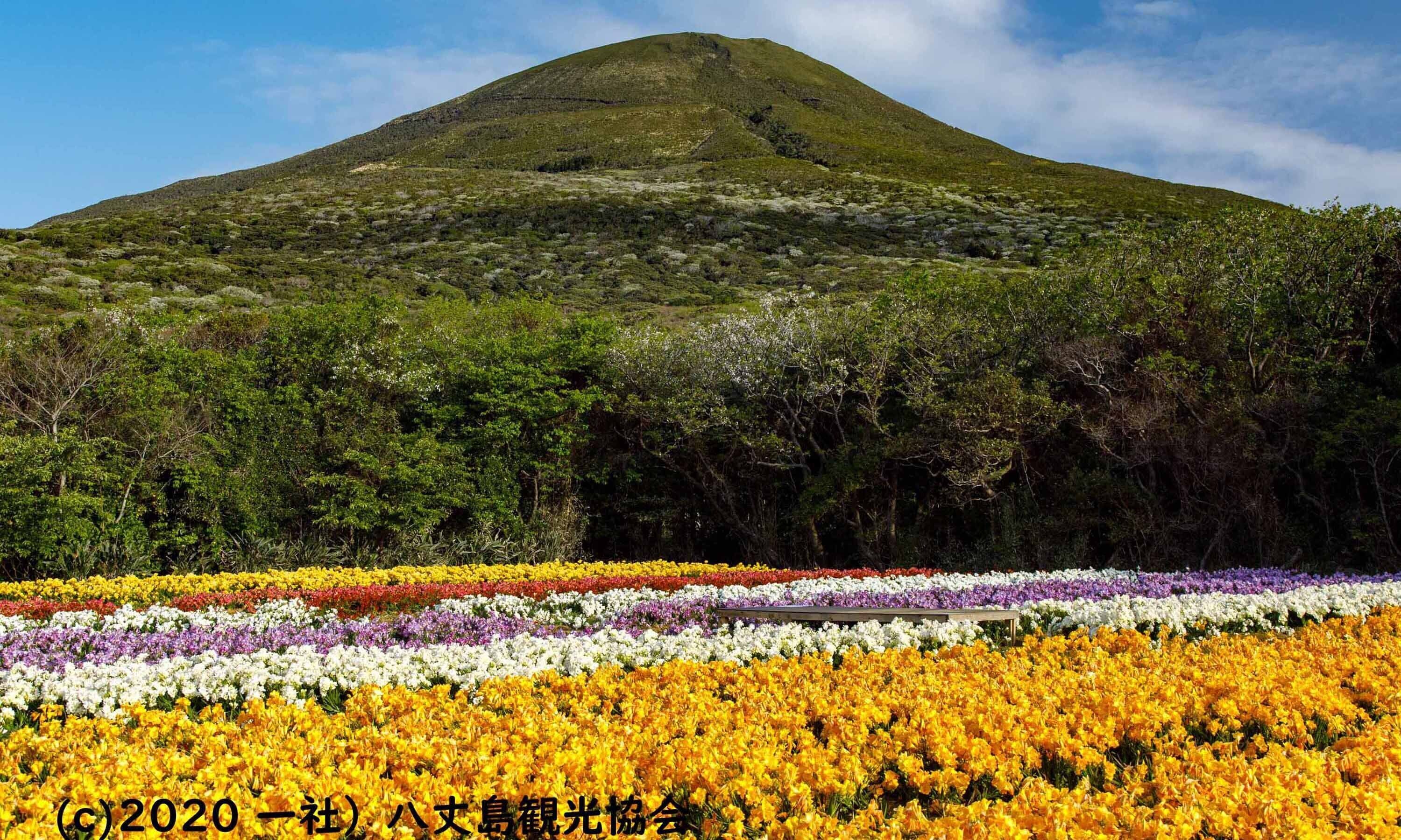 Una montaña con un jardín de flores al frente.