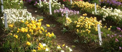 A flower garden with various colors and labeled sections.