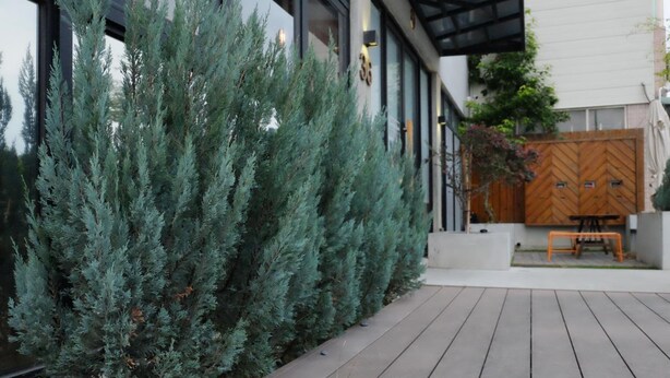 A modern outdoor patio with wooden decking, a row of evergreen shrubs, and a wooden gate. - CoffeeLoft Inn &  Café (Taitung)