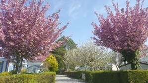 A residential street lined with cherry blossom trees, a pathway, and houses with blue and white exteriors. - Camping - Caravaning les Cerisiers Berck sur Mer (Verton)