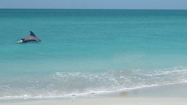 Ein Strand mit klarem türkisblauem Wasser und einem am Ufer schwimmenden Delfin.