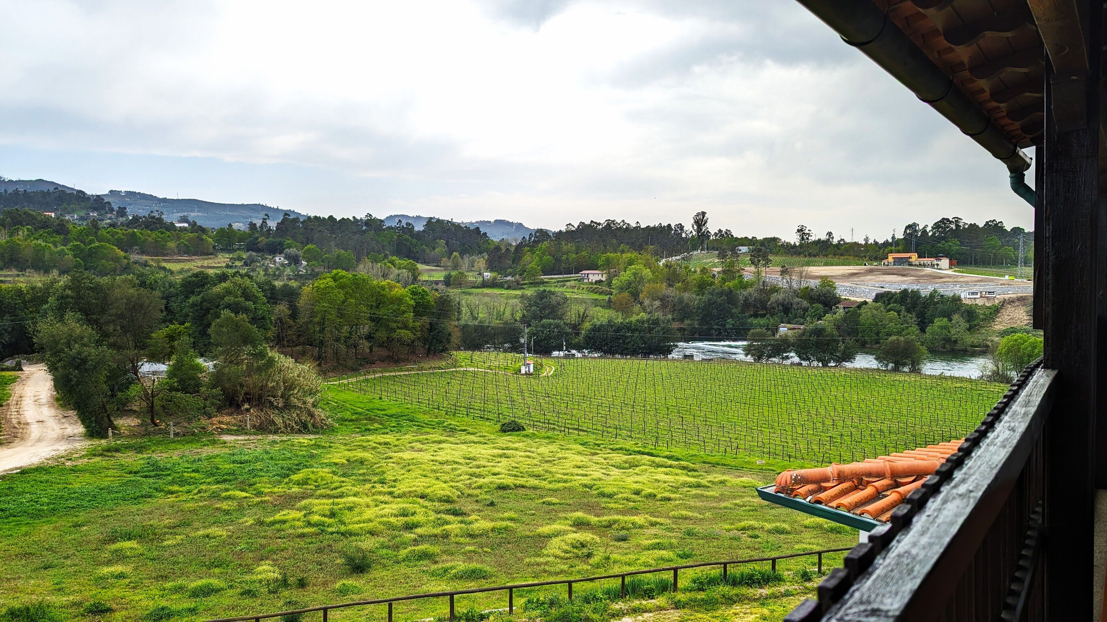 Viñedo con hileras de vid, un sendero de tierra y un río al fondo.