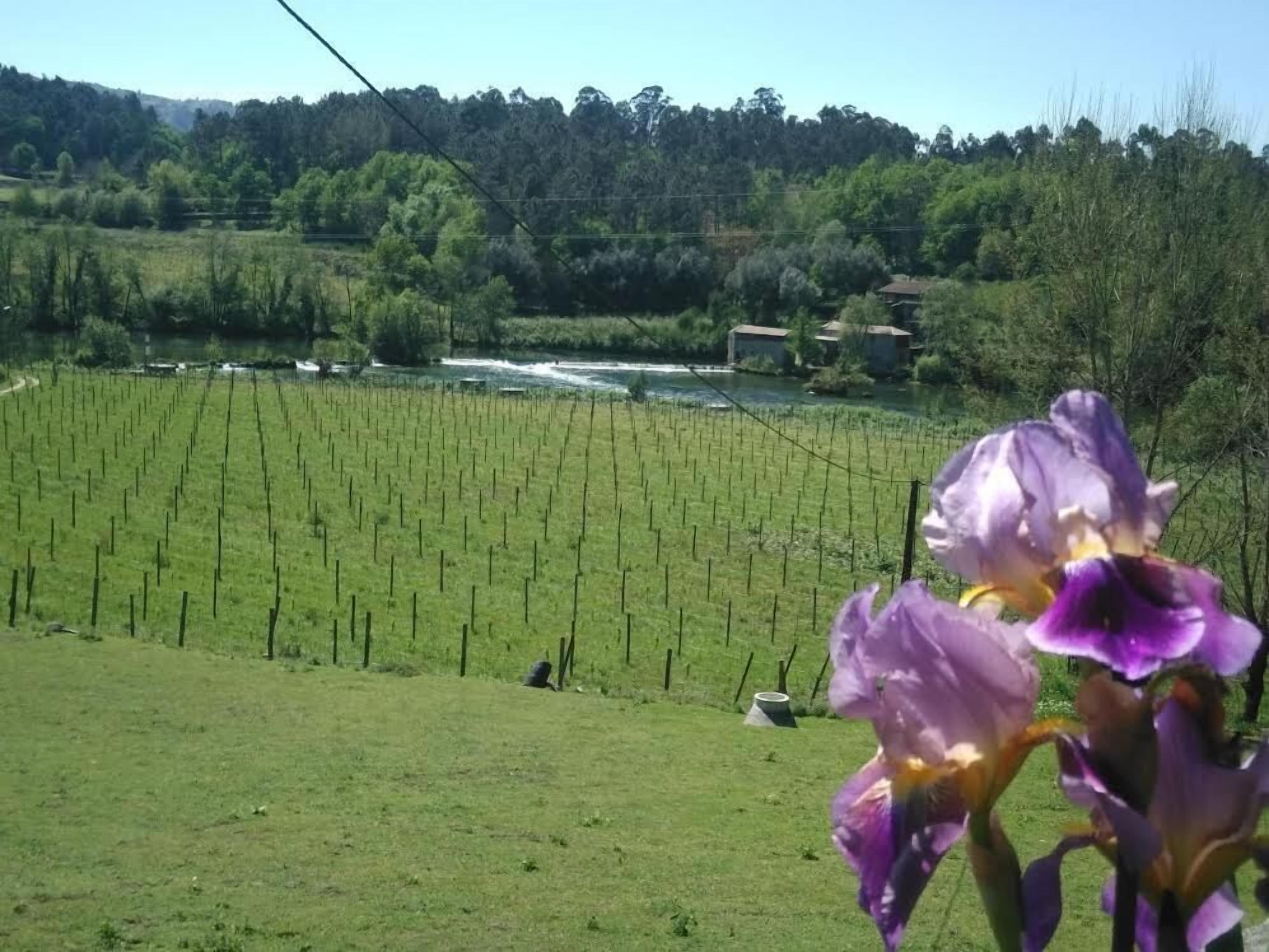 Un vignoble avec des rangées de vignes et une rivière en arrière-plan.