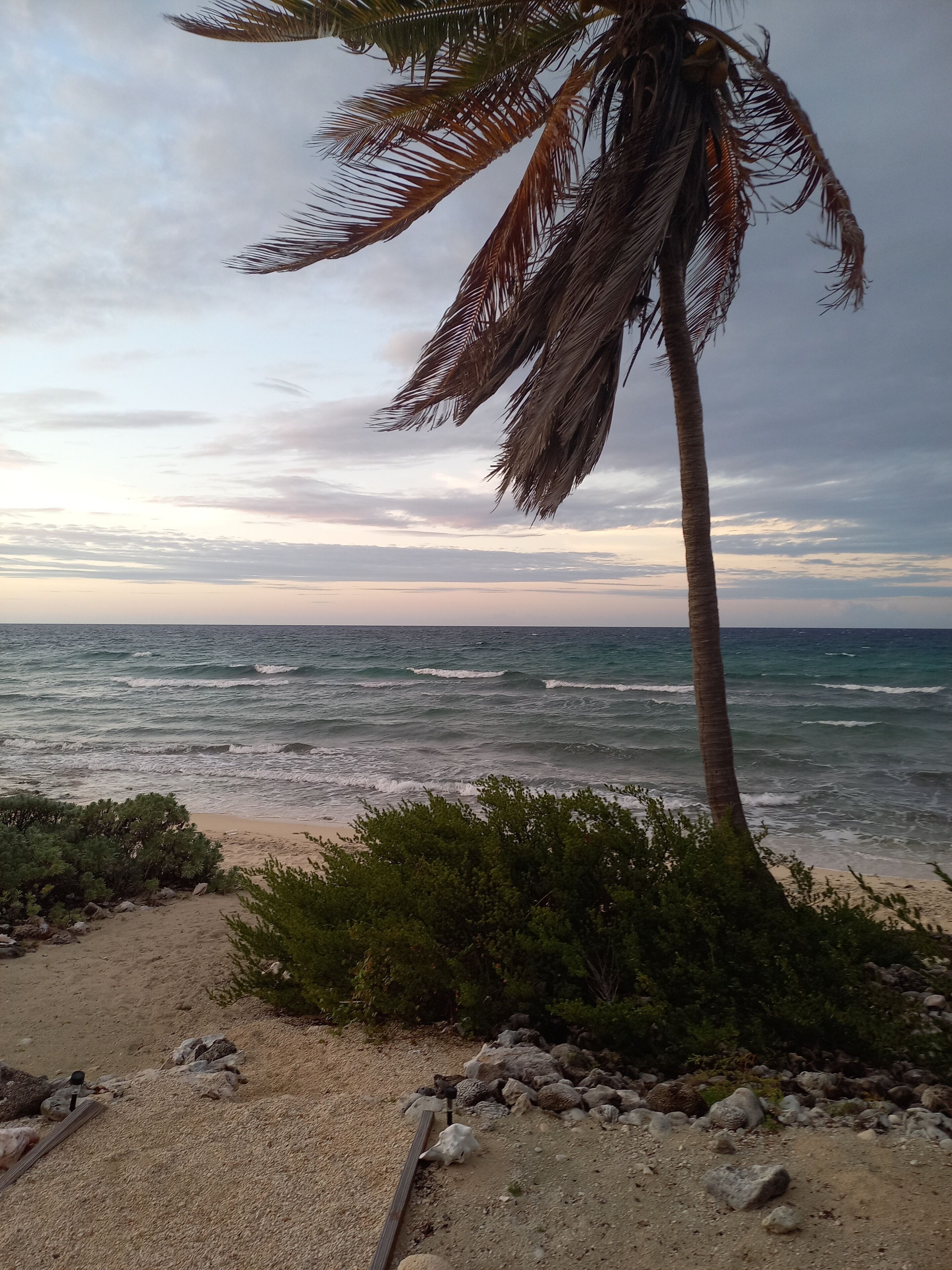 A beach with a palm tree, rocky foreground, and ocean waves.