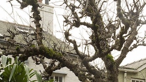 Cottage | Property grounds - Apple Tree Cottage (Beaumaris)