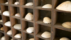 Una estructura de madera con una cuadrícula y múltiples estantes que sostienen conchas de diferentes formas y tamaños.