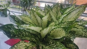 A potted plant with variegated leaves in a balcony setting.
