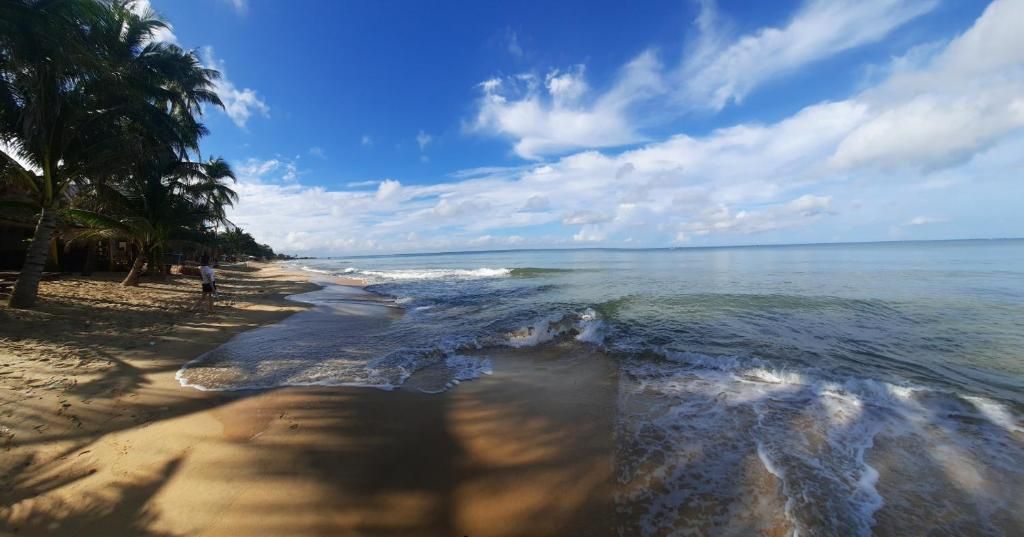 A beach with palm trees, clear skies, and calm waves.