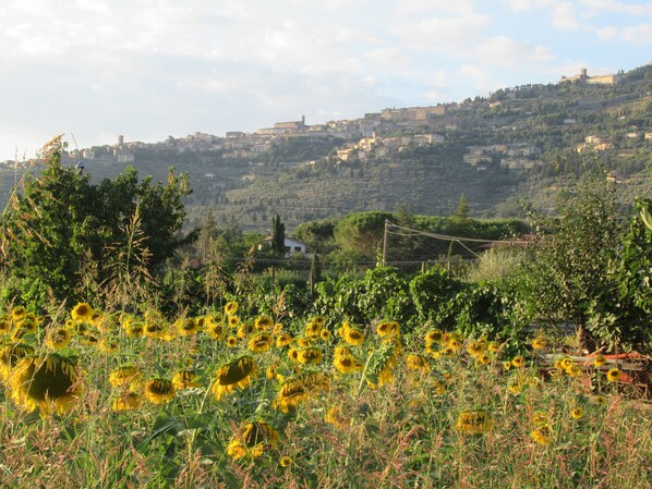 Paisaje rural con un campo de girasoles en primer plano y una colina con edificios al fondo.