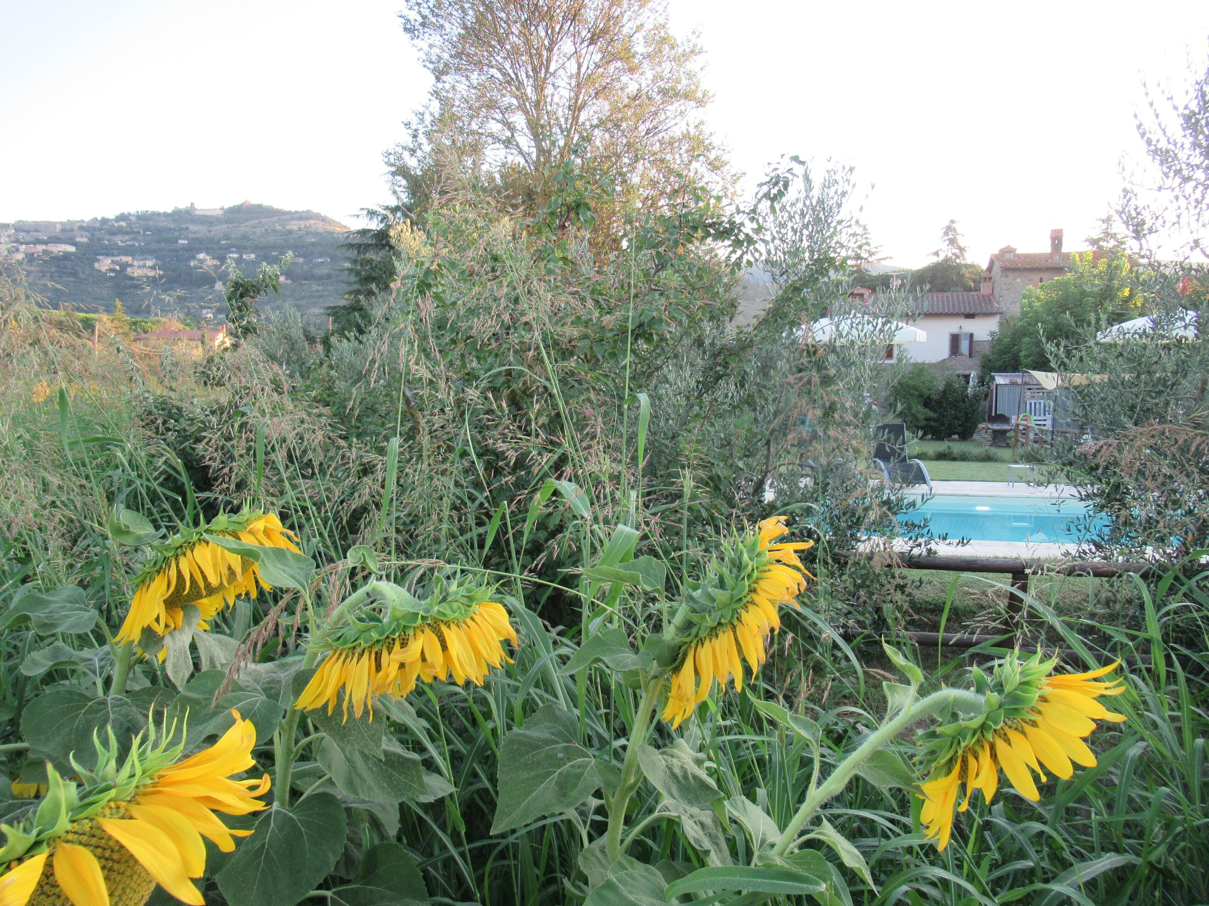 Un jardín con girasoles y una piscina.