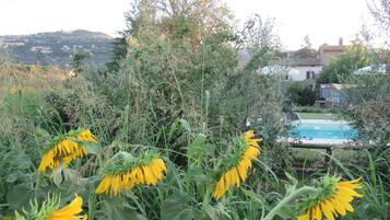 Un jardín con girasoles y una piscina.