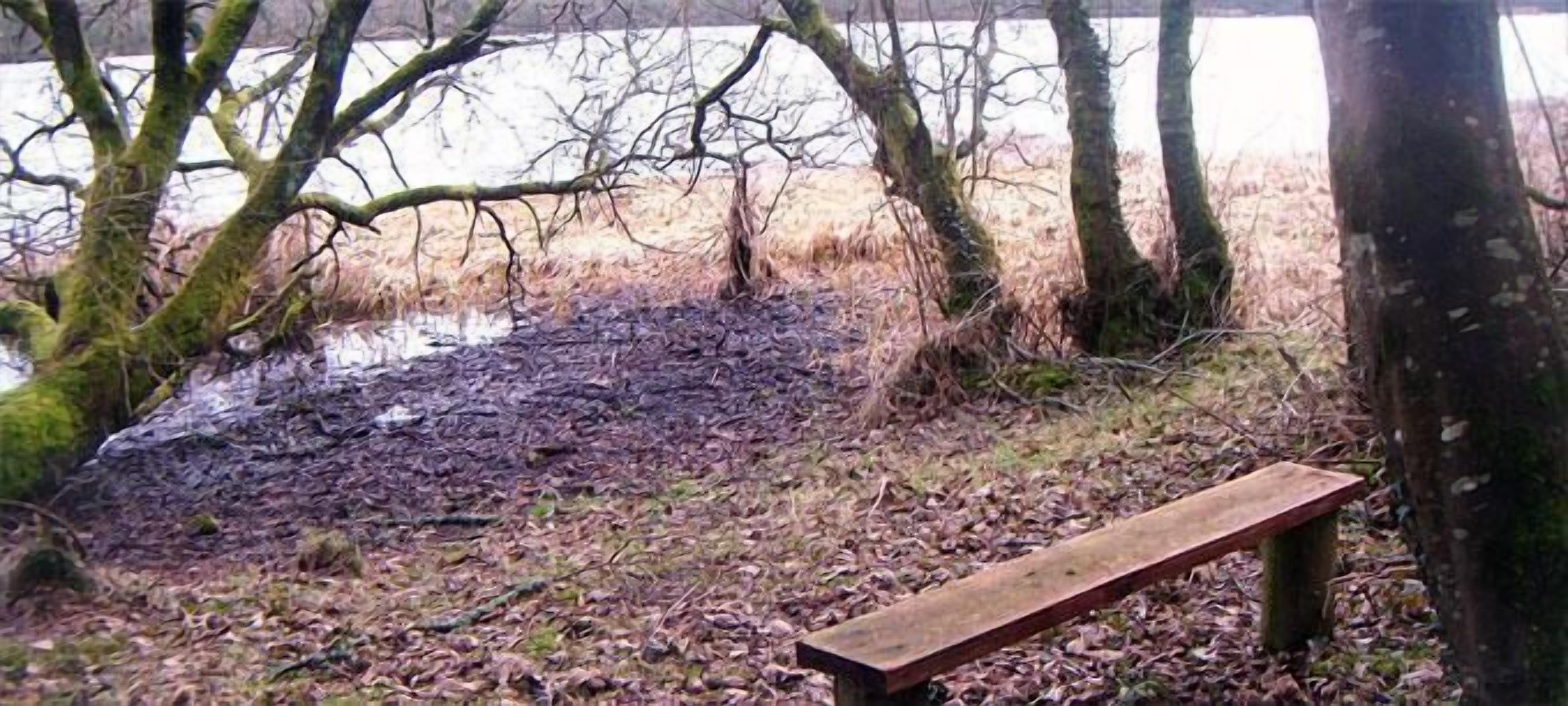 Un banco de madera en un entorno natural, con árboles y una masa de agua al fondo.
