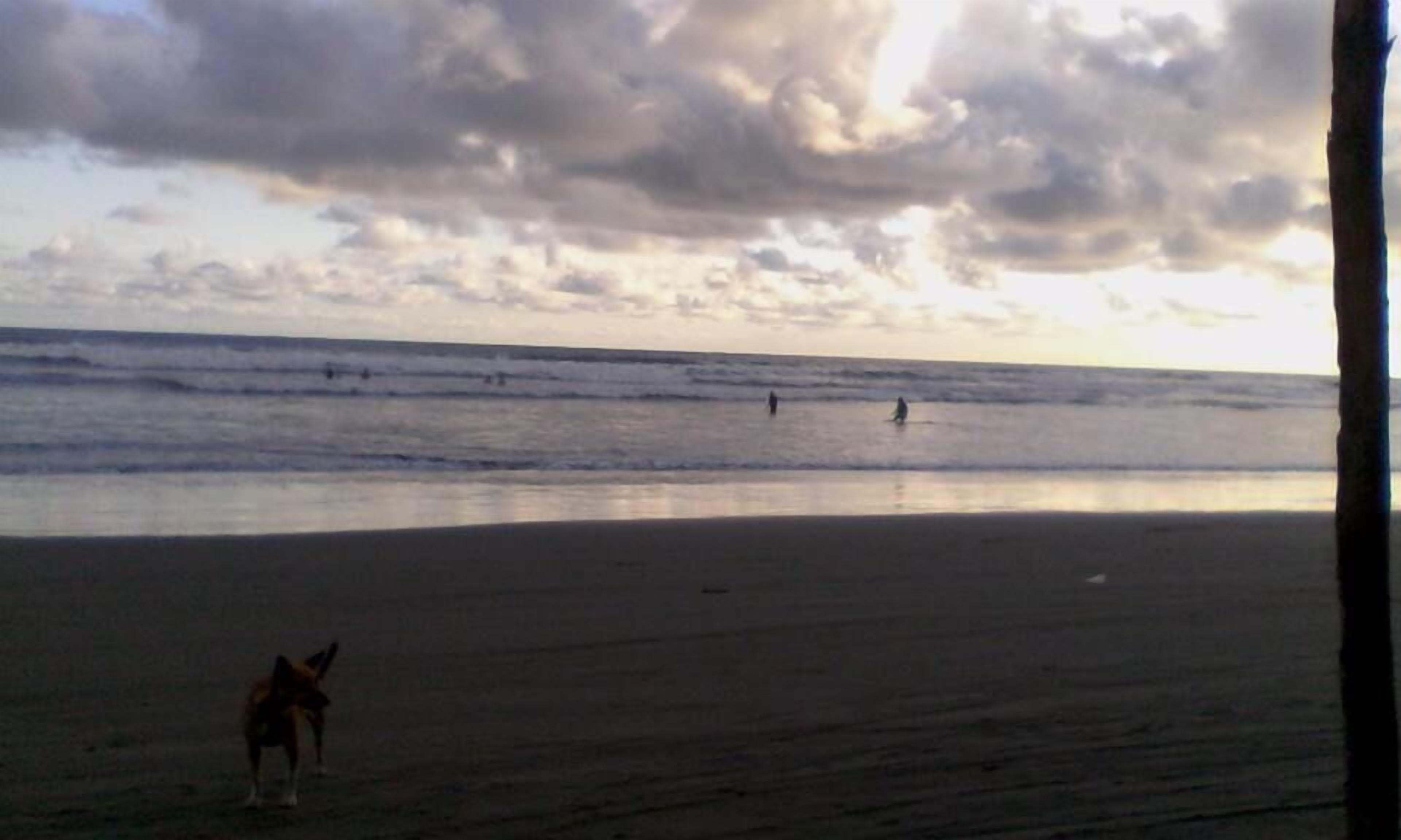 A beach with a dog, waves, and a cloudy sky.