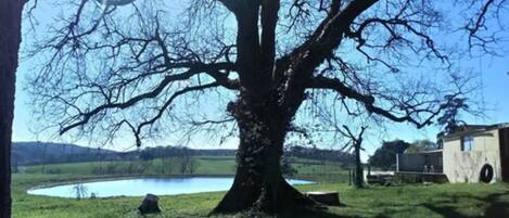 Un árbol grande en un área verde con un cuerpo de agua y un edificio al fondo.