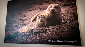 Fotografía de una foca con su cría sobre una superficie rocosa.