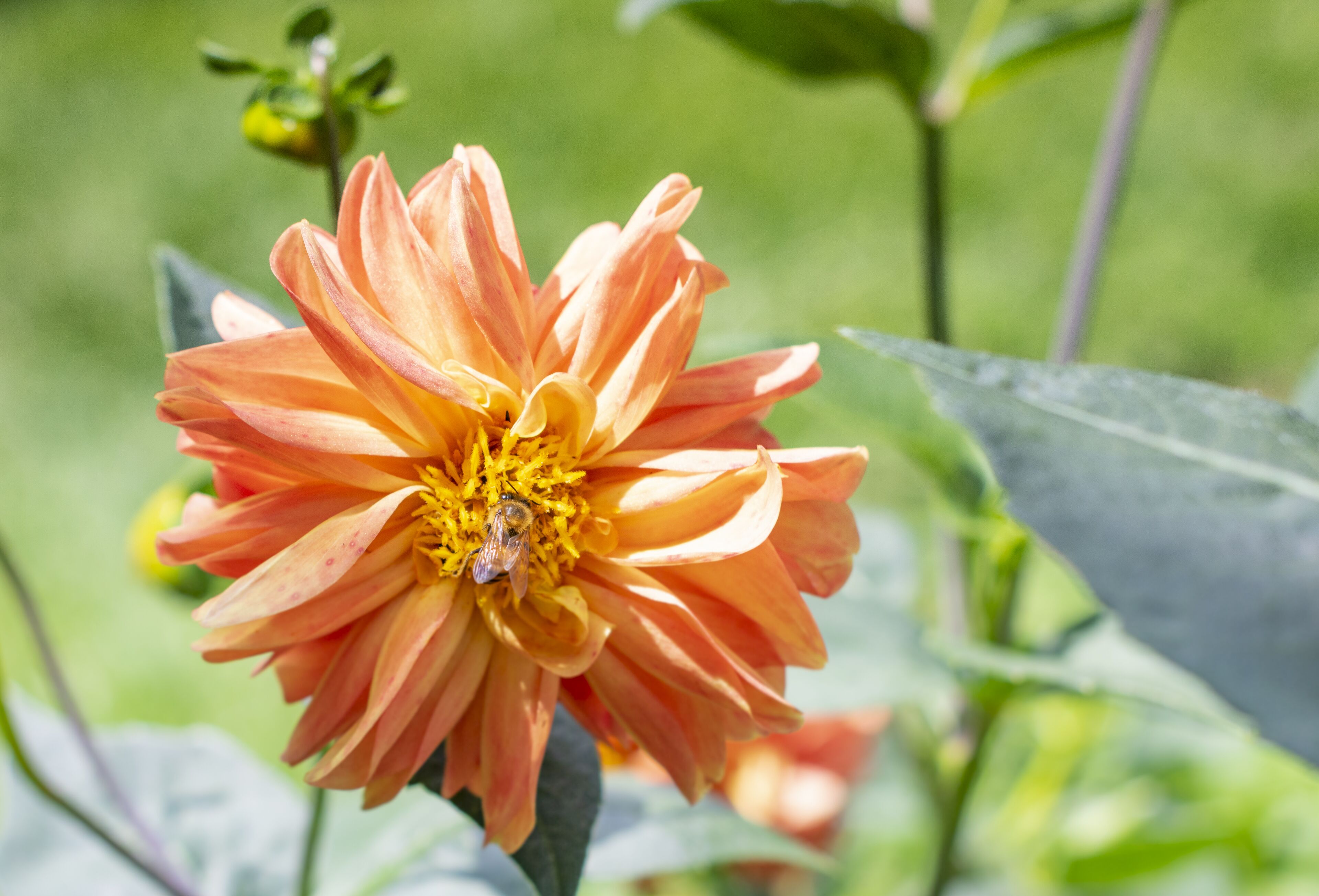 A close-up of a flower with a bee on it.