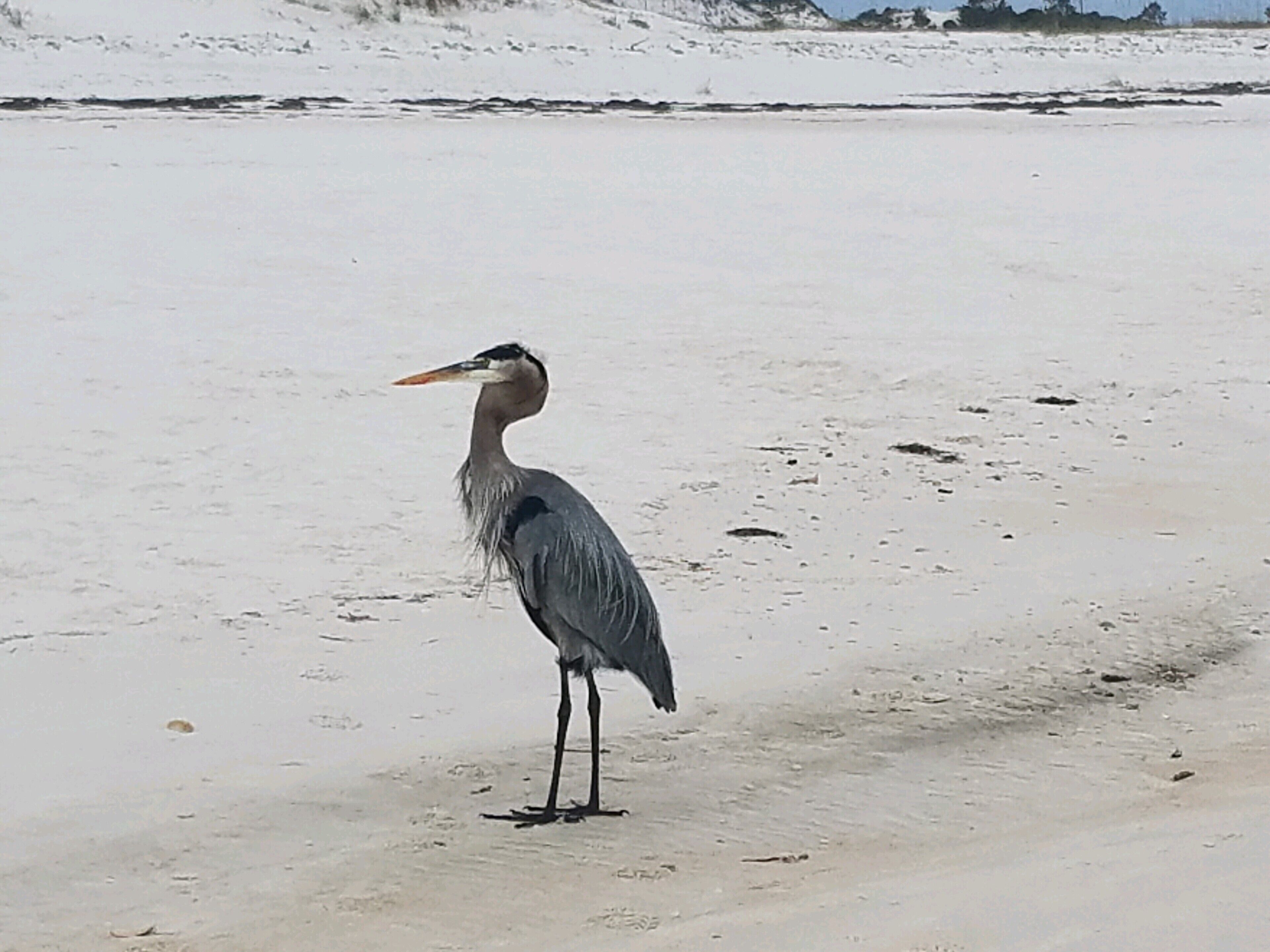 A bird standing on a sandy beach.