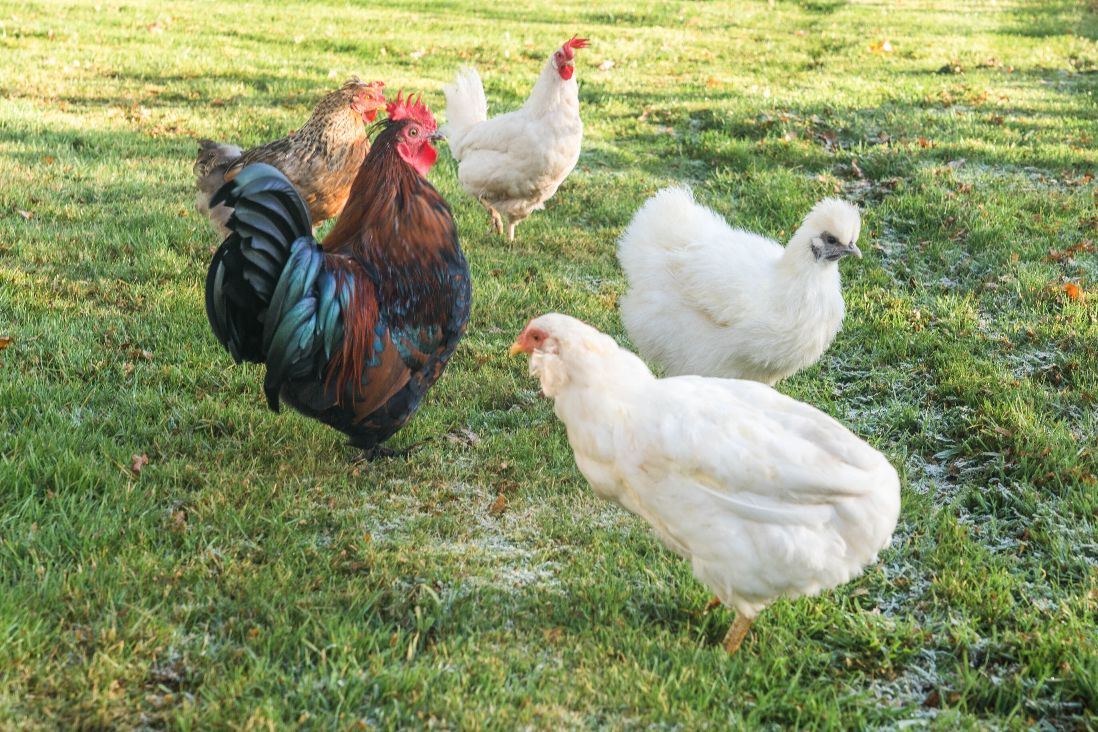 A group of chickens on a grassy field.
