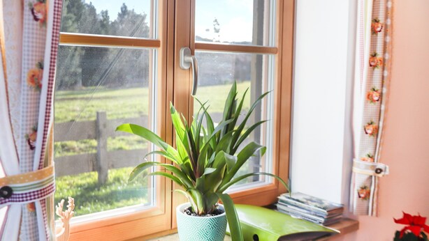 A window with a view of a green field, a potted plant, and a stack of magazines on a windowsill. - Cosy Apartment "Bergblick" with Garden, Terrace & Wi-Fi; Parking Available (Bad Heilbrunn)
