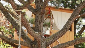 A treehouse with a wooden staircase and a hanging hammock. - Gongis Studios (Corfu)