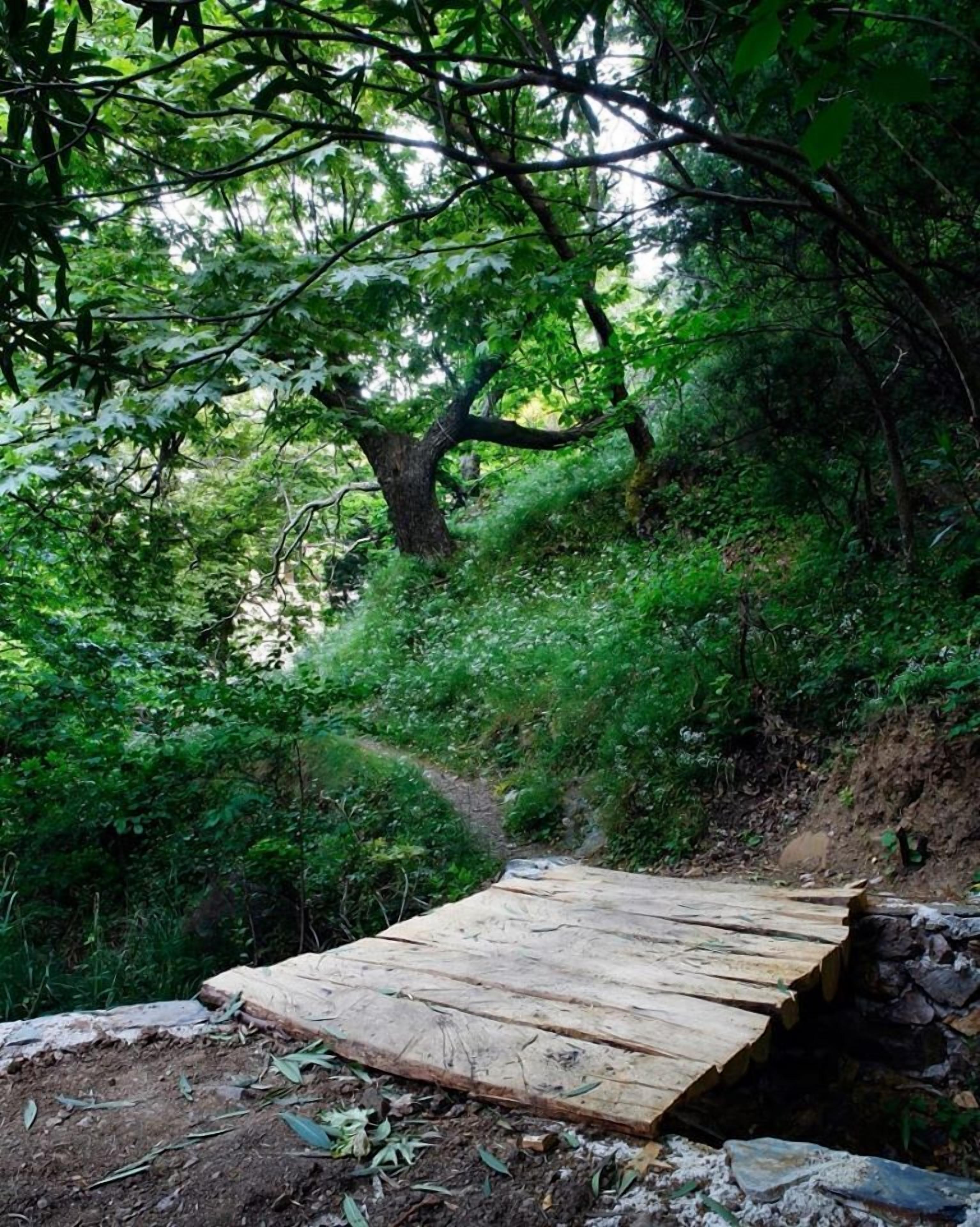 A wooden bridge in a forested area with dense green foliage and a stone wall on one side.