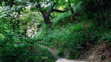 A wooden bridge in a forested area with dense green foliage and a stone wall on one side.