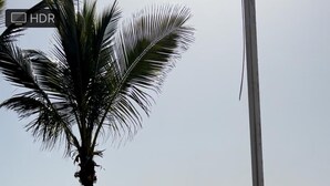 A beach with a palm tree and a metal railing. - Costa Azul - 3 Left (Puerto de Naos)