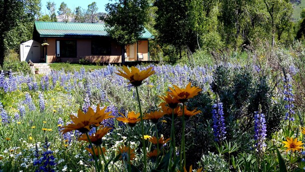 Une maison surmontée d’un toit végétalisé, entourée d’un champ de fleurs sauvages.