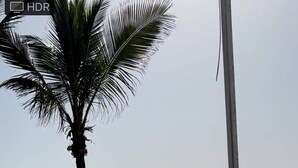 Una playa con una palmera y una barandilla.