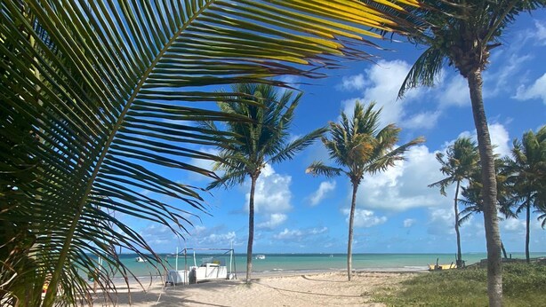 A sandy beach with palm trees and a clear blue sky.