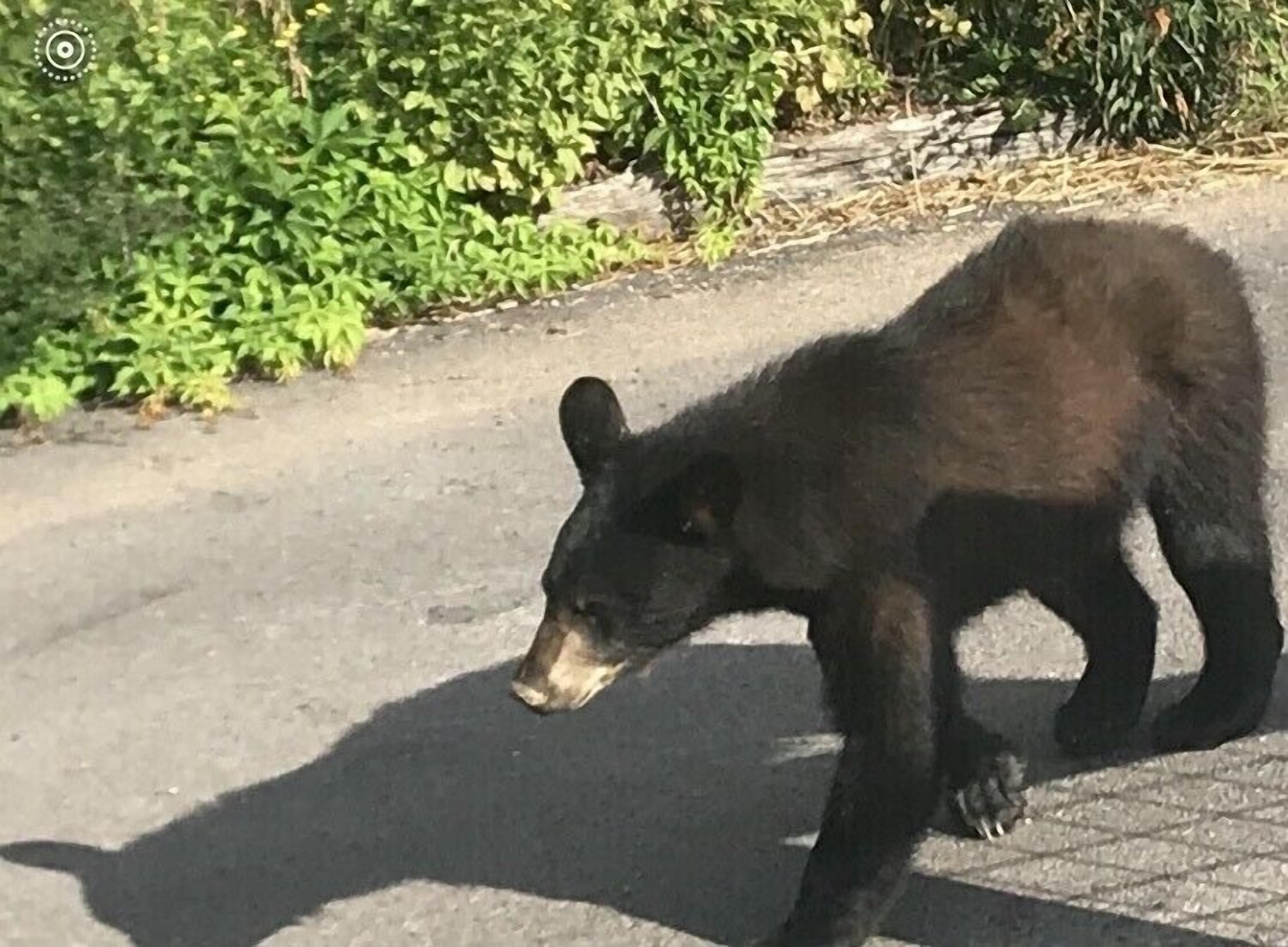 Un ours marchant sur une surface pavée.