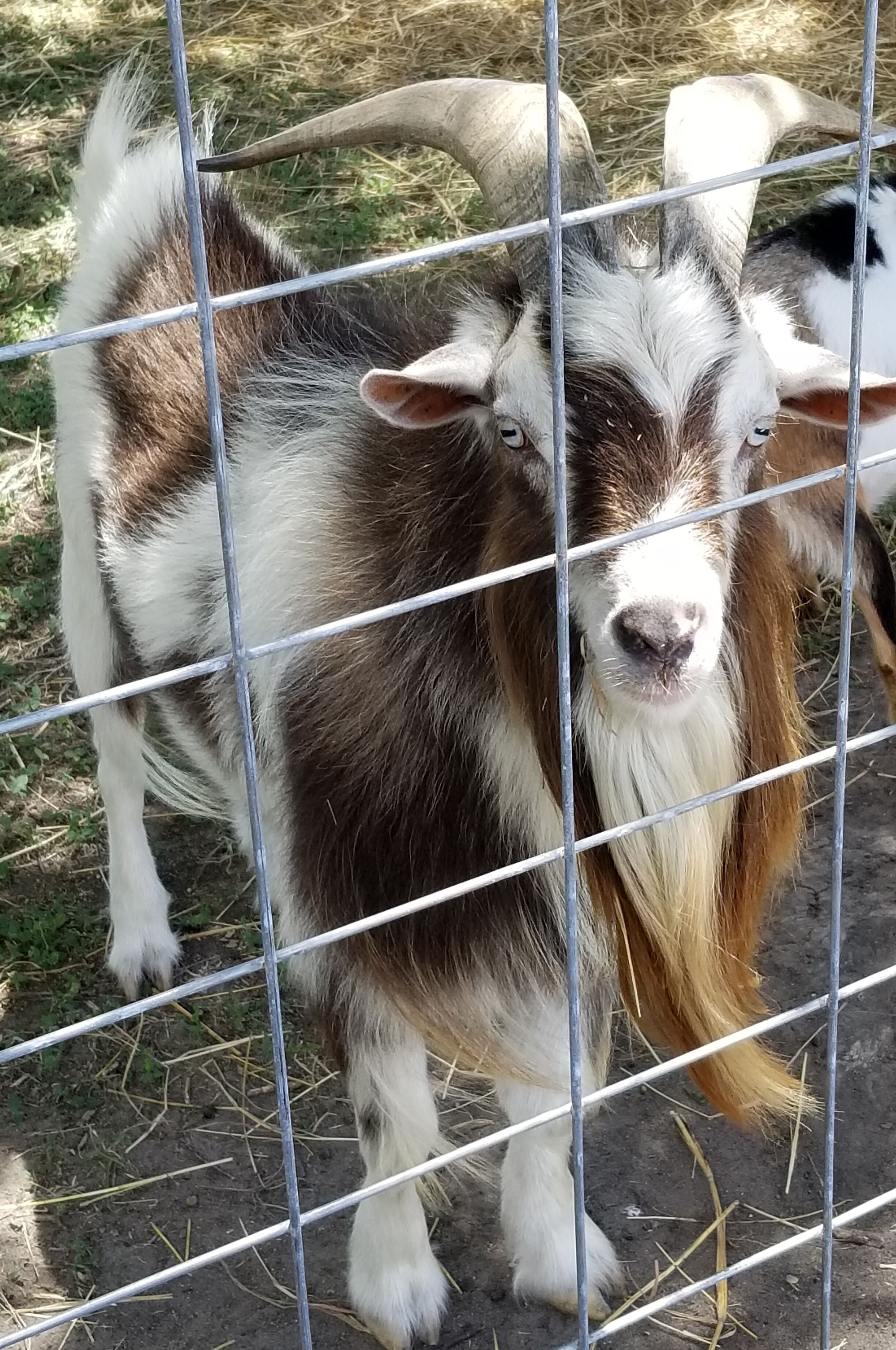 A goat behind a metal fence.