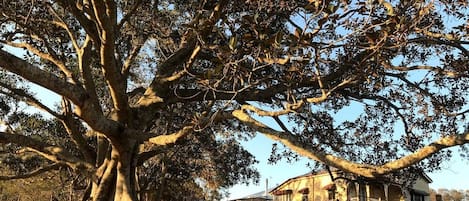 A large tree with extensive roots in front of a rustic building.